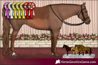 Horse Color:Chestnut  and Chestnut 