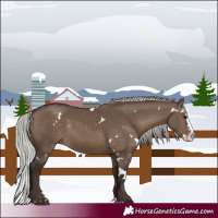 Horse Color:White Spotted Silver Brown Dun Sabino Splash Rabicano