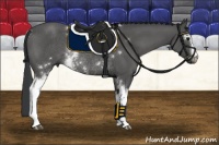 Horse Color:White Spotted Black Rabicano 