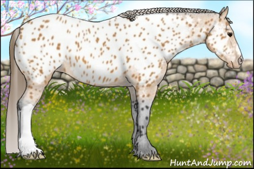 Horse Color:Bay Appaloosa 