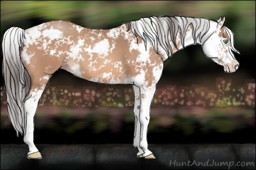 Horse Color:Amber Champagne Sabino 