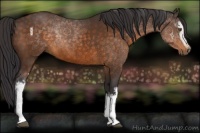 Horse Color:White Spotted Buckskin 