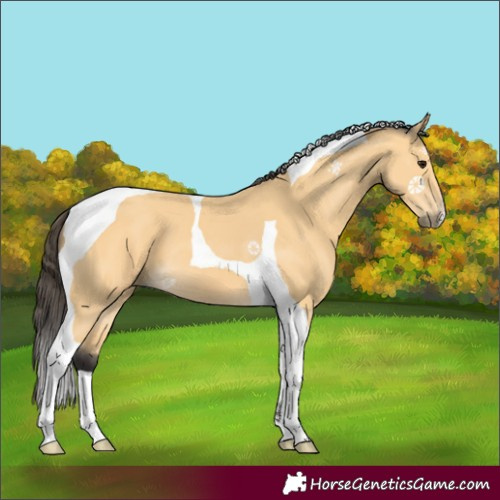 Horse Color:Buckskin Tobiano