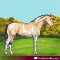 Horse Color:Buckskin Tobiano 