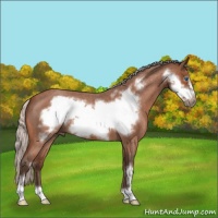 Horse Color:Silver Bay Roan Sabino Frame 