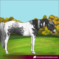 Horse Color:Black Tobiano 