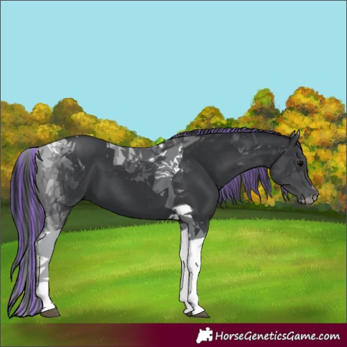 Horse Color:Painted Black Tobiano 