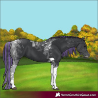 Horse Color:Painted Black Tobiano 