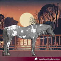 Horse Color:White Spotted Black Appaloosa