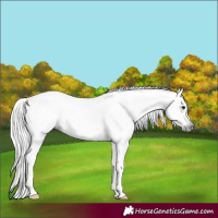 Horse Color:Gray Brown Appaloosa 