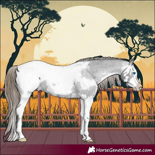 Horse Color:Black Splash Appaloosa 