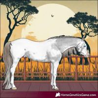 Horse Color:Black Splash Appaloosa 