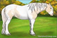 Horse Color:Silver Amber Champagne Roan Dun Splash Tobiano Frame Appaloosa Rabicano 