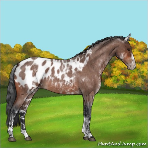 Horse Color:White Spotted Brown Roan Appaloosa 