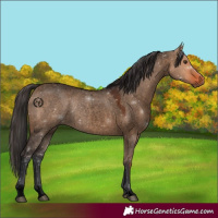 Horse Color:Void Bay Roan Dun 