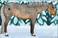 Horse Color:Silver Smoky Blue Roan 