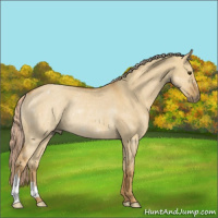 Horse Color:Palomino Dun Rabicano 