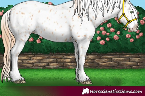 Horse Color:Gold Champagne Appaloosa 