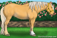 Horse Color:Palomino