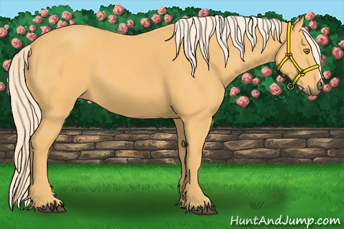 Horse Color:Palomino