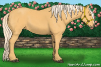 Horse Color:Palomino 