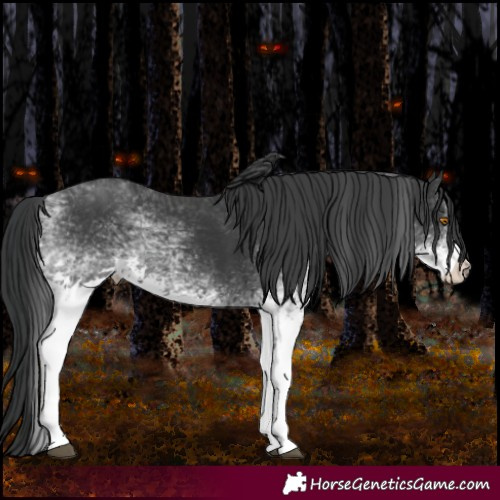 Horse Color:White Spotted Black