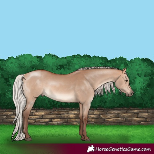 Horse Color:Silver Bay Dun 