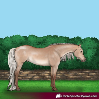 Horse Color:Silver Bay Dun 