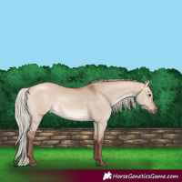 Horse Color:Silver Bay Dun 