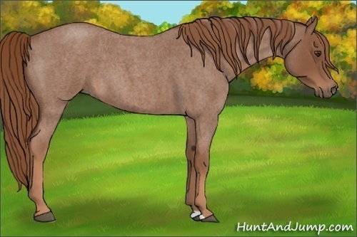 Horse Color:Red Roan