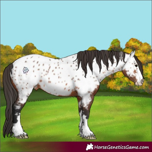 Horse Color:Bay Appaloosa 