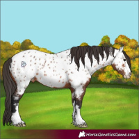 Horse Color:Bay Appaloosa 