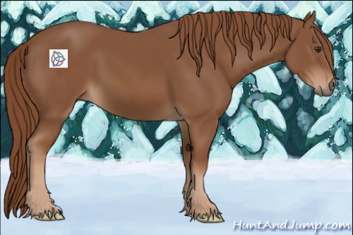 Horse Color:Chestnut 