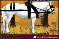 Horse Color:Gray Buckskin 