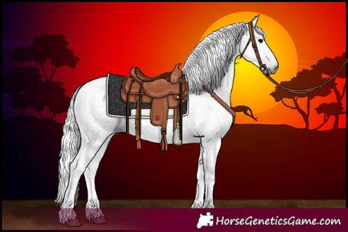 Horse Color:Gray Black