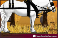 Horse Color:Gray Chestnut 