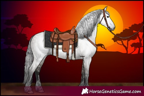 Horse Color:Gray Grullo 