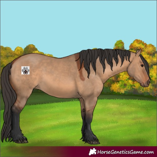 Horse Color:Bay Dun