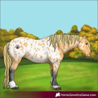 Horse Color:Painted Buckskin Tobiano Near Leopard Rabicano 