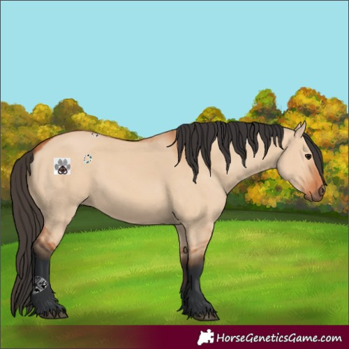 Horse Color:Bay Dun 
