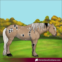 Horse Color:White Spotted Silver Smoky Grullo 