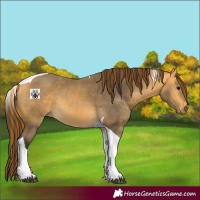 Horse Color:Painted Buckskin Tobiano 