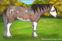 Horse Color:Bay Roan Splash