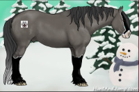 Horse Color:Grullo Splash 