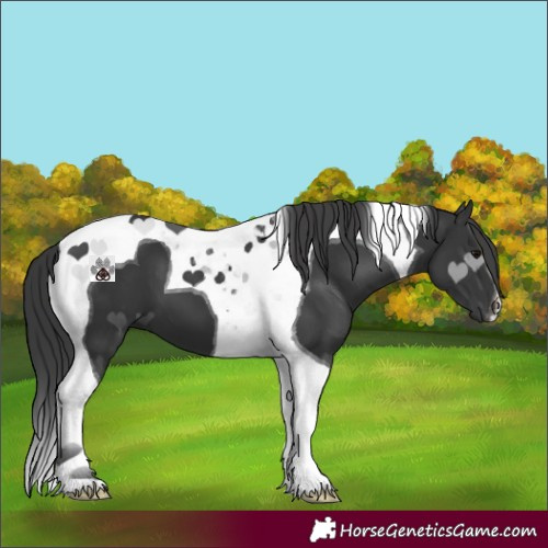 Horse Color:Black Tobiano 