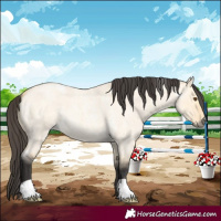 Horse Color:Buckskin Roan Dun 