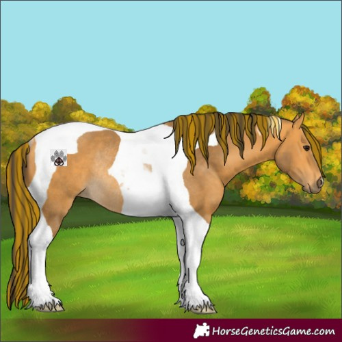 Horse Color:Painted Buckskin Tobiano Rabicano 