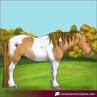 Horse Color:Painted Buckskin Tobiano Rabicano