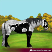 Horse Color:Blue Roan Splash Frame 