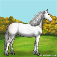 Horse Color:Gray Bay